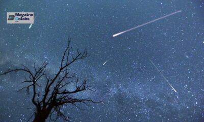 The Orionid meteor shower lights up the night sky with multiple shooting stars seen above a silhouetted tree.